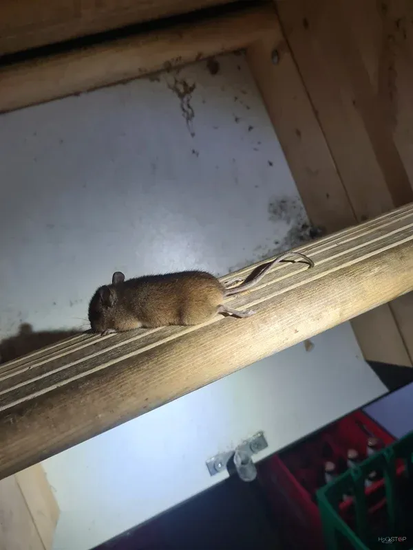 Glodalec, opažen na leseni konstrukciji pod stropom.