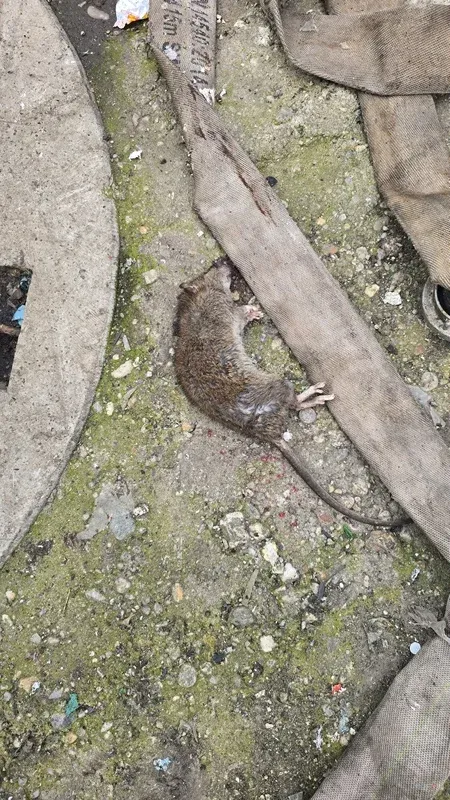 Poginuli glodalec, najden med zunanjim pregledom tlakovanega območja.