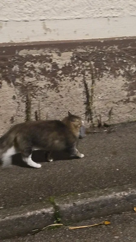 Živ glodalec ob steni v temnem notranjem prostoru.