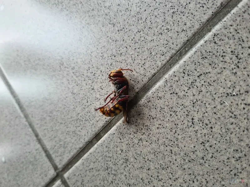 Večja žuželka, najdena na keramičnih tleh med pregledom prostora.