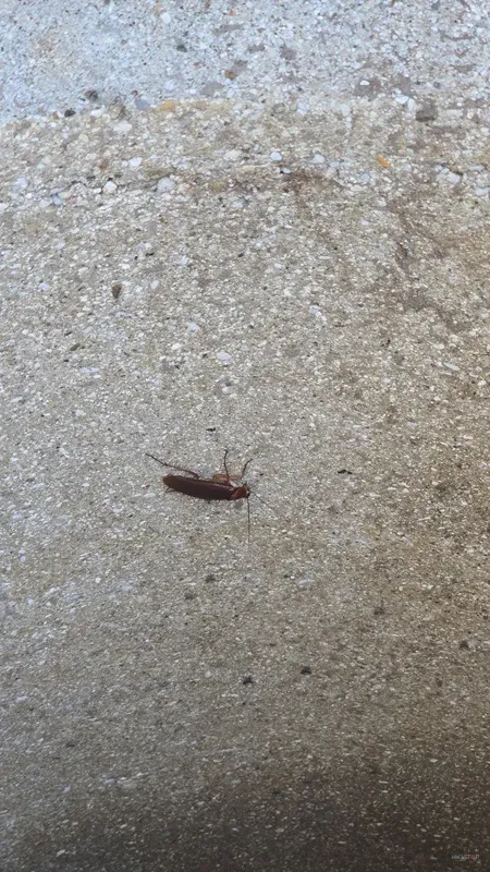 Majhna podolgovata žuželka na svetli tekstilni površini.