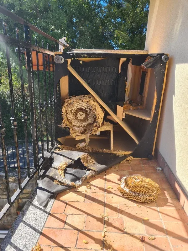 Izpostavljeno osje gnezdo ob zunanjem pohištvu na terasi.