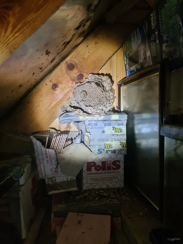 Drugi pogled na gnezdo v tesnem prostoru za skladiščenimi predmeti.