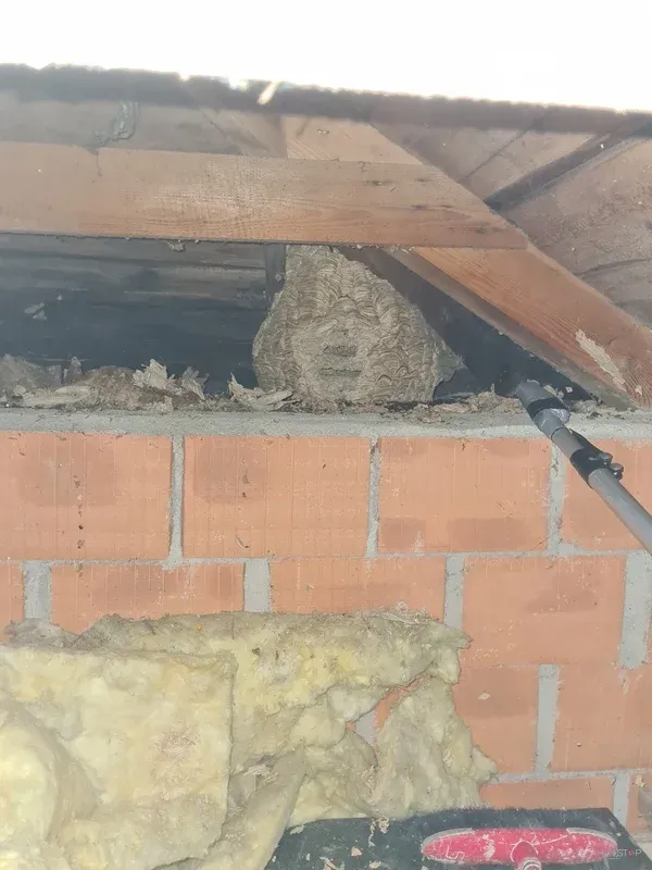 Gnezdo, pritrjeno pod strešni rob ob opečnem zidu.