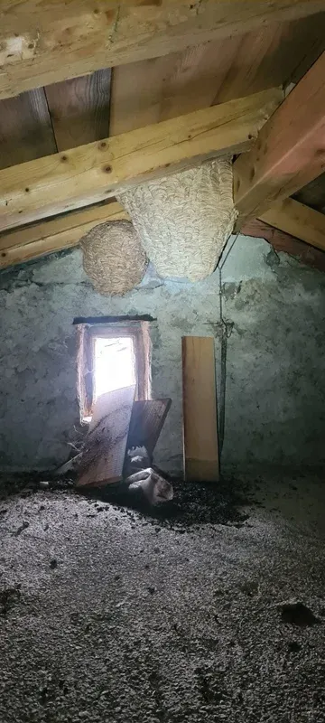 Gnezdo pod špirovci ob oknu v nedokončanem podstrešju.
