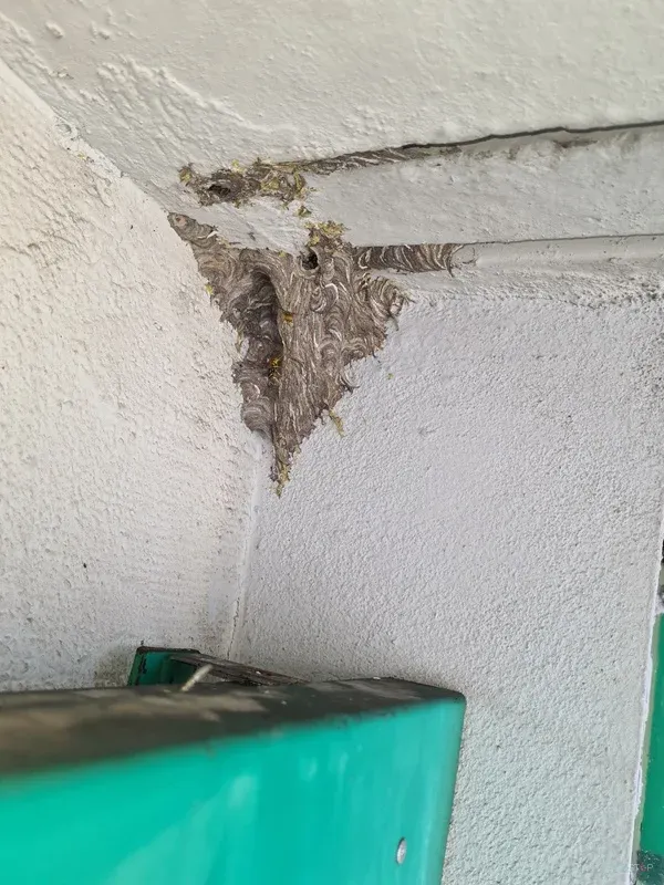 Ostanki gnezda v stiku med stropom in notranjo steno.