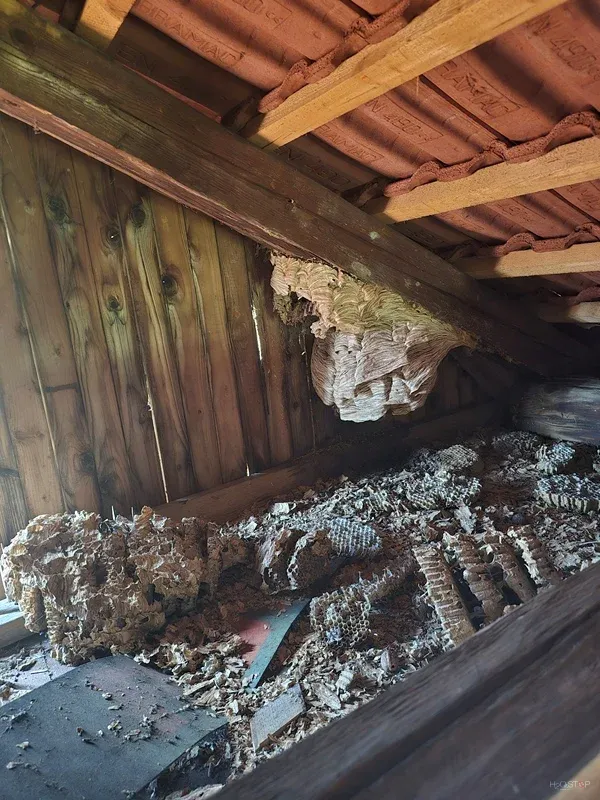 Več odstranjenih delov gnezd, zbranih na podstrešju.