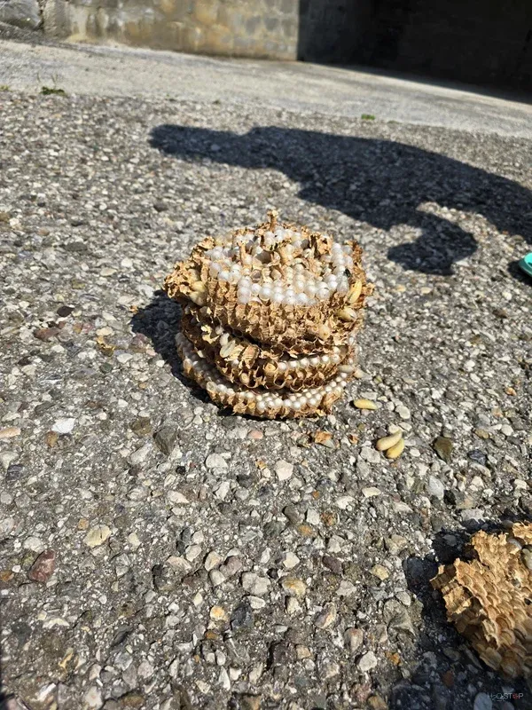 Odstranjen del papirnatega gnezda na zunanjem prodnatem terenu.