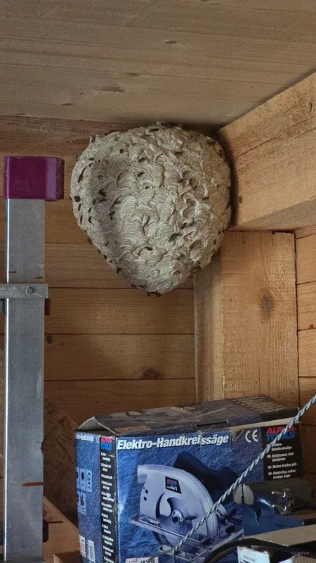 Okroglo gnezdo ob leseni steni med shranjenimi predmeti.