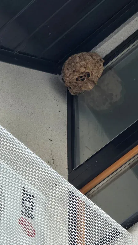 Gnezdo pod strešnim robom ob zaščitni mreži.