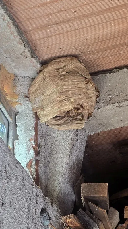 Podolgovato gnezdo na spoju lesenega trama in opečnega zidu.