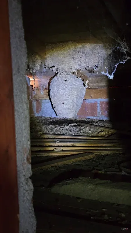 Gnezdo v temnem delu ostrešja ob električni napeljavi.