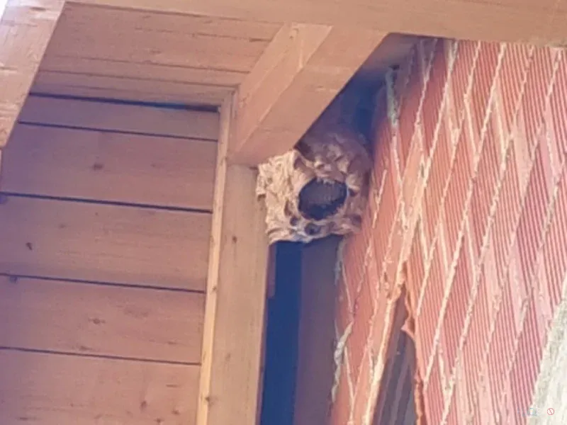 Aktivno gnezdo pod napuščem lesenega vrtnega objekta.